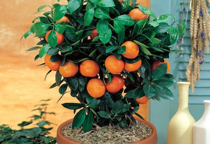 Orangenbaum im wohnzimmer überwintern