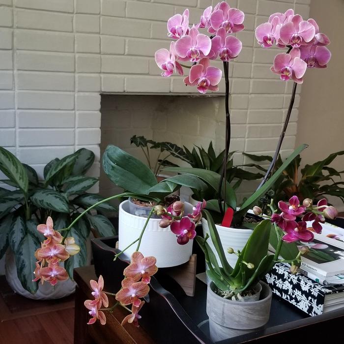 Orchids room living colourful beauty