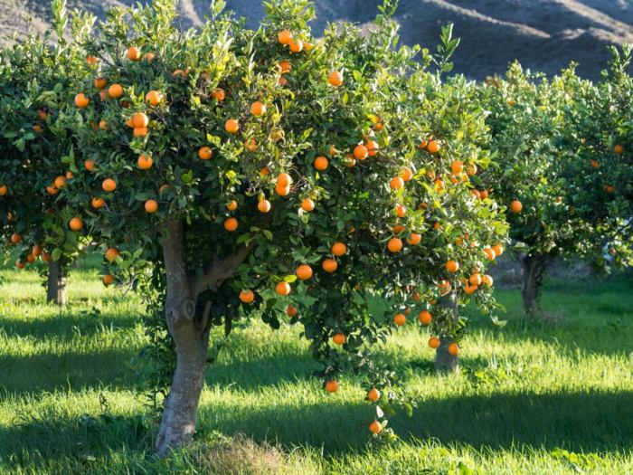 Orange trees diseases common tree gardeningchannel plant