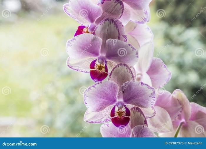 Orchideen im wohnzimmer